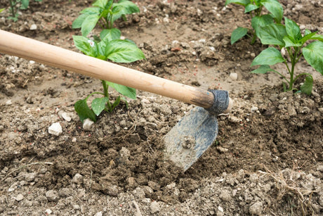 Zappe, zappini e sarchiatori